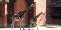 Zoologická zahrada Liberec